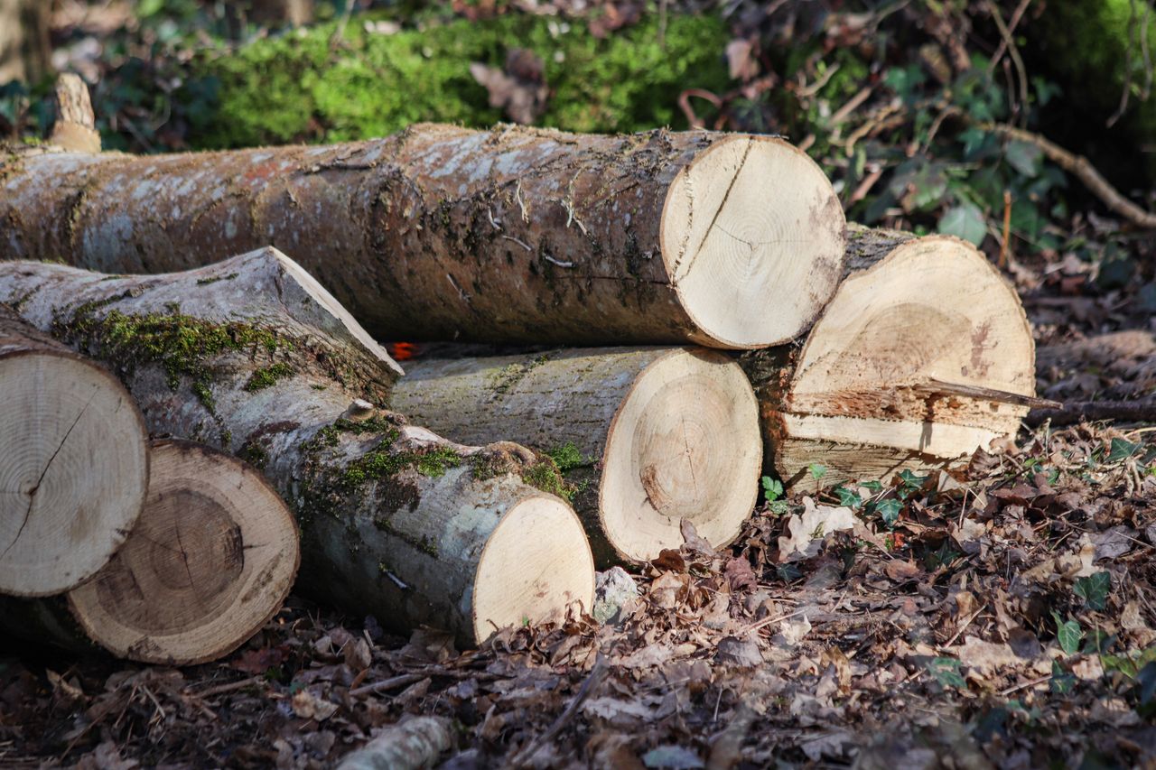 Close-up of freshly cut logs stacked in a vibrant forest environment.