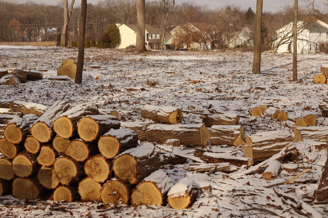 Snow-covered logs in a winter landscape with distant houses and trees.