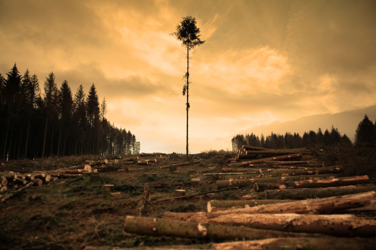 Lone tree stands in a deforested area under a dramatic sunset sky, symbolizing resilience.